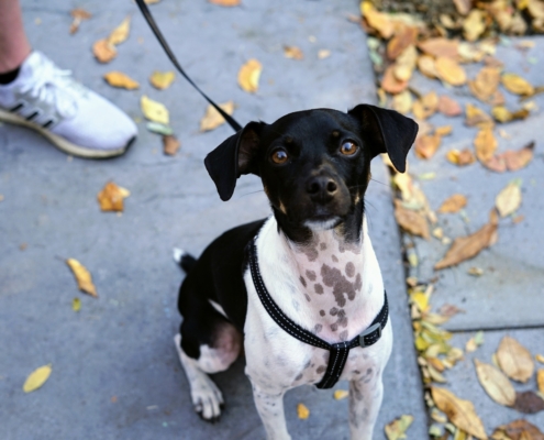 A small dog sits on the patio. Fallen leaves cover the ground below.